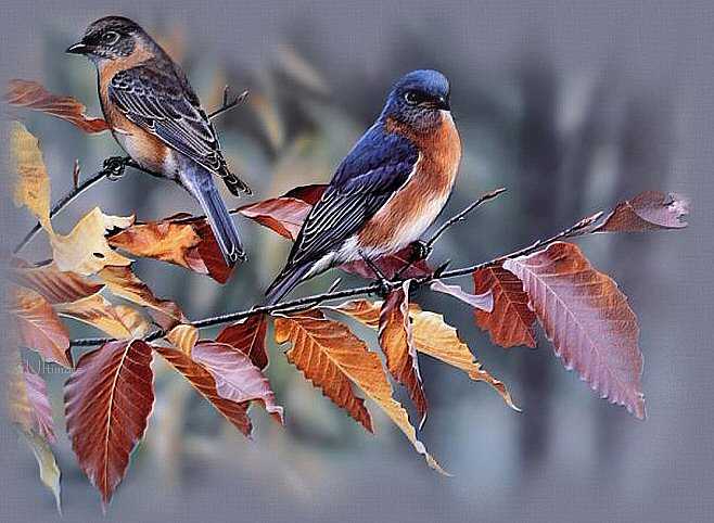 Autumn Bluebirds written by Joyce Ann Geyer with love......