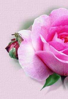 God is my Rose.......