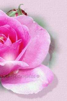 God’s Fragrant Rose